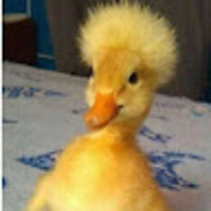 Meet your Posher, Cucumber